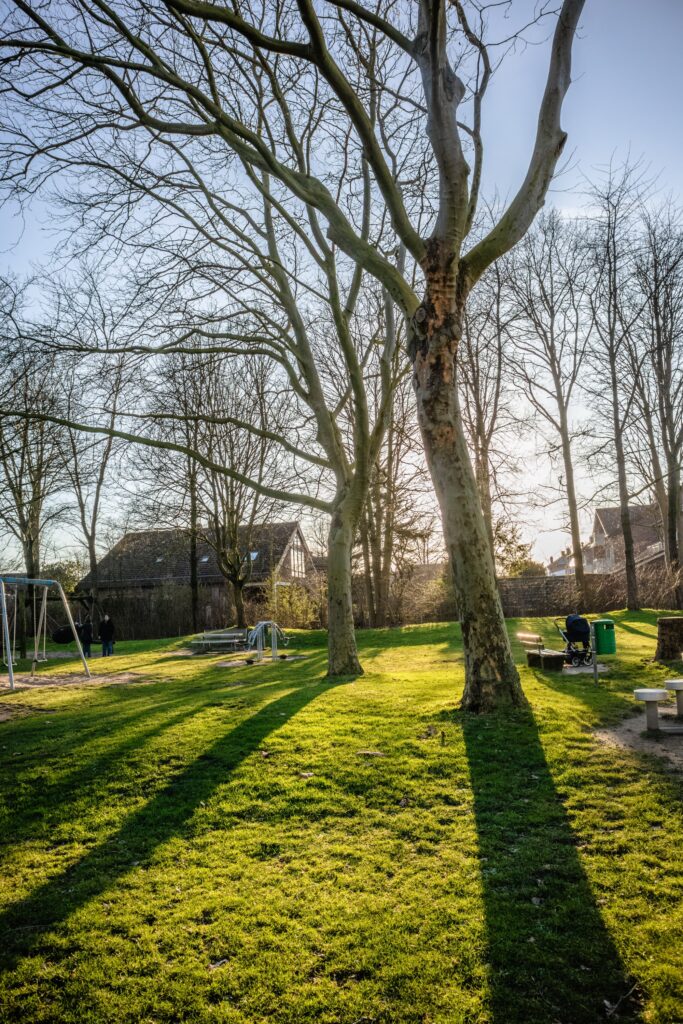 Trees without leaves in spring in a large backyard.