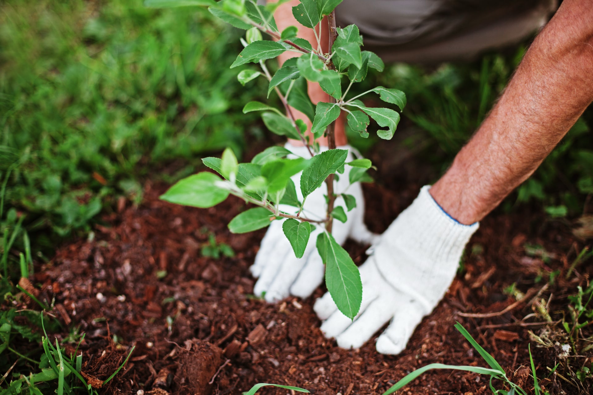 Gloved hands planting a tree as part of a general landscaping project with Riccardi.
